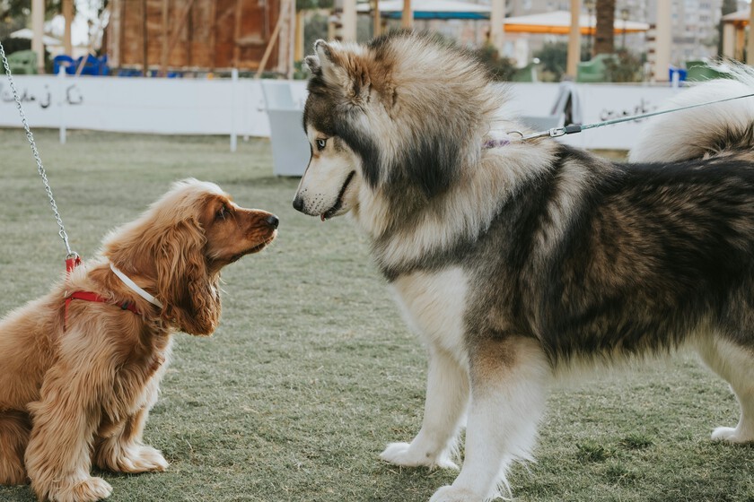 Los perros grandes viven mucho menos que los pequeños. Unos investigadores creen haber encontrado la respuesta al misterio