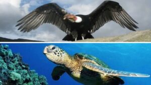 Ministerio de Ecosocialismo impulsa conservación de la tortuga marina y del cóndor andino