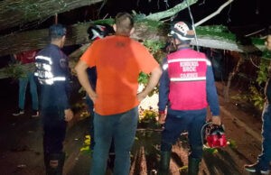 Murió joven tras caerle un árbol encima