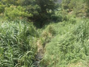 Piden desmalezar el río La Veguita