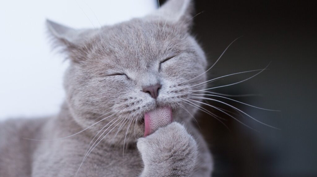Por qué los gatos tienen la lengua áspera y rasposa