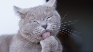 Por qué los gatos tienen la lengua áspera y rasposa