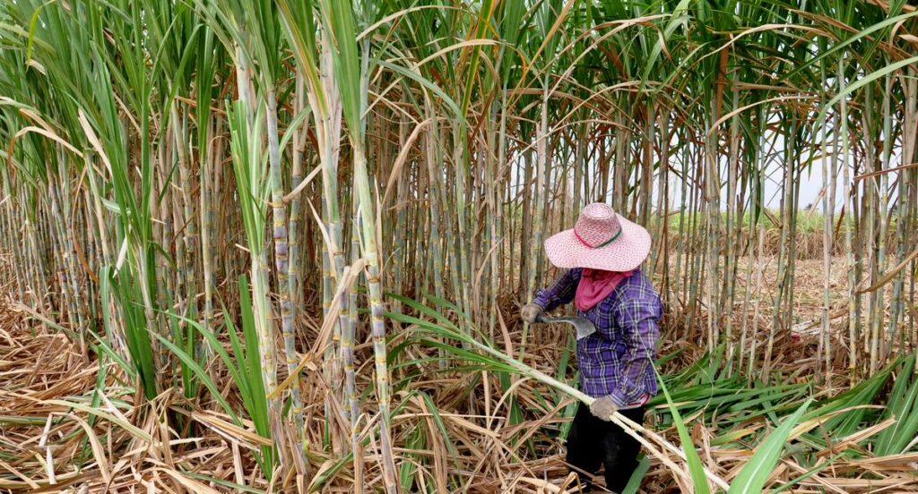 Precio de café, azúcar y más podría cambiar en Colombia por sequía de Brasil