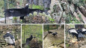 Programa de conservación busca reintroducir al cóndor andino a cielos merideños
