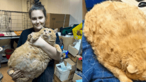 Rescatan de hospital en Rusia a Kroshik, gatito que pesaba 17 kilos y no podía caminar