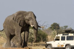 Sacrificarán a 200 elefantes en Zimbabwe ante riesgo de hambruna aguda
