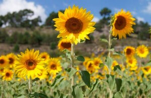 Sector turismo aspira repunte de visitas a Portuguesa en próxima temporada de girasoles