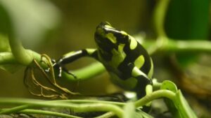 The natural wealth of Valle del Cauca, a region that shines for its biodiversity