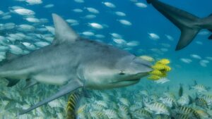 Tiburón toro, ¿tan peligroso para gritar ¡ole!?