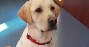 Twix, el perro que ha cambiado la vida a una residencia de ancianos: “Solo quería salir de la cama cuando estaba él”