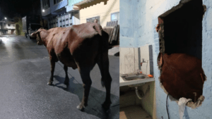 Vaca cayó al interior de una vivienda en Marquetalia, Caldas; tuvieron que sacarla por una ventana