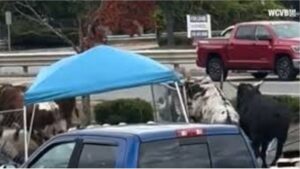 caos y pánico en EEUU por ocho toros que se escaparon en plena calle