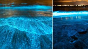 estas son las playas de Colombia que brillan en la oscuridad ¿cómo llegar?