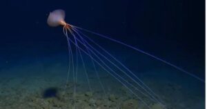 graban a 3000 metros un calamar gigante caminando sobre tentáculos enormes
