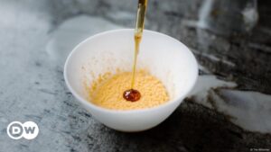 hongos transforman residuos en alta cocina – DW – 04/09/2024