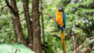 las regiones de Colombia se preparan para la cumbre de biodiversidad con políticas públicas y estrategias verdes