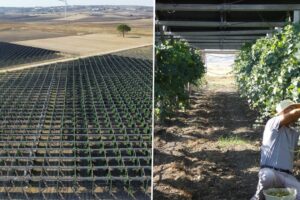 mejoran la calidad del vino