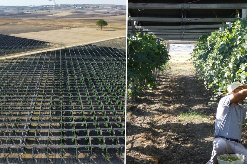 mejoran la calidad del vino