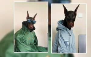 ¡Elegancia canina! doberman deslumbra con sus outfits