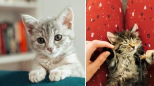 ¿Cuánto tiempo tarda un gato en adaptarse a un nuevo hogar?