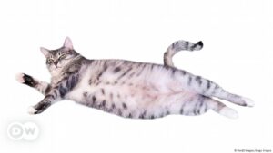 ¿Por qué los gatos tienen "bolsas" extrañas en el vientre? – DW – 09/09/2024