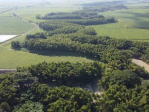 Agroindustria sostenible, esta es la nueva apuesta biodiversa de los cañeros en el río Cauca | Agro | Economía