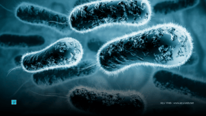 Bacterias Que Anticipan El Invierno: Midiendo El Fotoperiodo