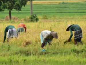 Banco Serfinanza impulsa el desarrollo del arroz en Casanare con $30.090 millones en créditos para agricultores | Agro | Economía