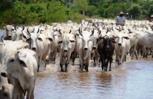 Barinas: Reportan incremento en producción de ganado bufalino y de rebaño