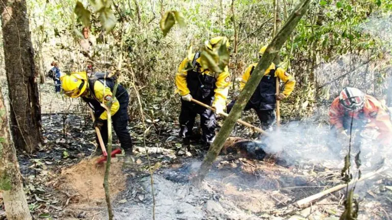 Bomberos venezolanos rescatan 100 especies de fauna silvestre durante incendios en Bolivia - Yvke Mundial