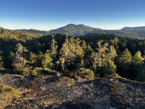 COP16: las letras pequeñas del marco global de biodiversidad : IPS Agencia de Noticias