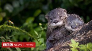 Cambio climático: 5 maneras comprobadas para revertir la pérdida de la biodiversidad