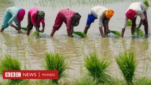 Cambio climático: cuáles son los 5 cultivos a nivel mundial que requieren más agua para su producción (y su impacto en las comunidades y el medio ambiente)