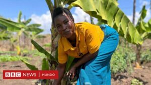 Cambio climático: las agricultoras que hacen vino con bananas para salvar sus cultivos