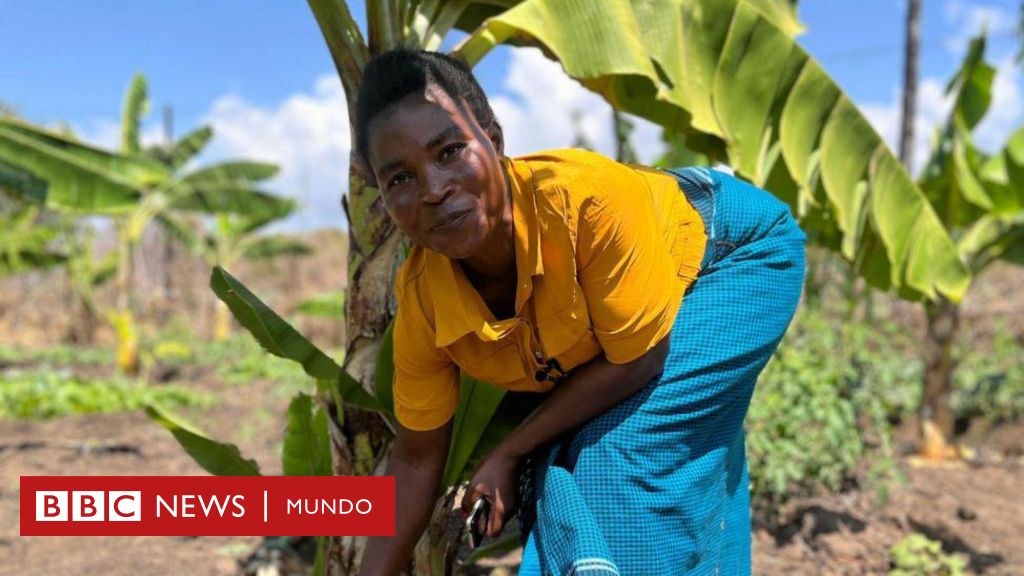 Cambio climático: las agricultoras que hacen vino con bananas para salvar sus cultivos