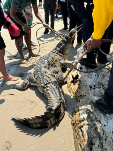 Capturan a un caimán en playa de Higuerote