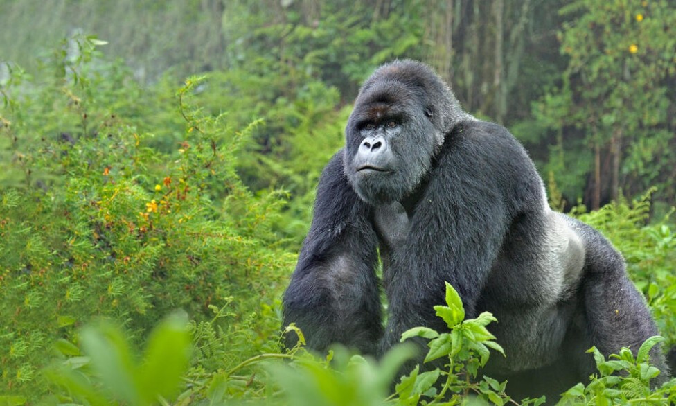 Catastrófica disminución en especies de vida silvestre : IPS Agencia de Noticias