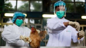 Confirman cuatro casos de gripe aviar en humanos de EE.UU,