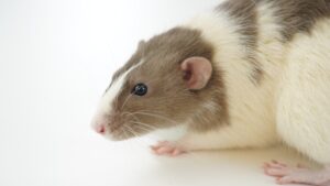 Crean una vacuna bacteriana que logra suprimir el cáncer en ratones y frena la metástasis