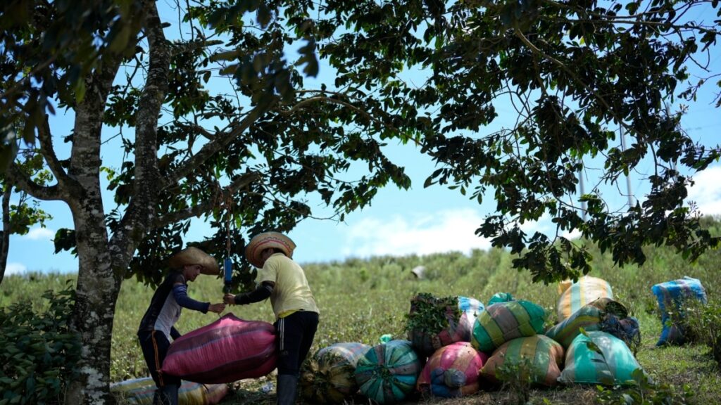 Cultivos de coca y producción potencial de cocaína repuntan a cifras récord en 2023: ONU