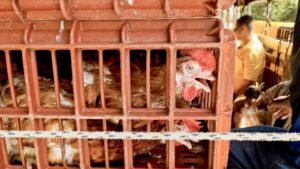 El 59% de las gallinas de la industria del huevo en Colombia viven enjauladas ¿A qué precio lo consumimos?