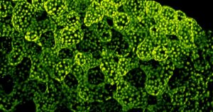 El asombroso experimento que recrea cómo pudo haber surgido la vida multicelular hace más de mil millones de años