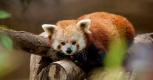 El panda rojo. Viviendo entre el bambú