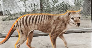 El tigre de Tasmania podría volver a la vida gracias a un curioso hallazgo en un museo