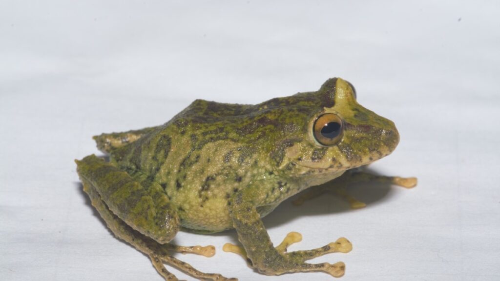En Fotos | Acuerdo de paz en Colombia permitió descubrimiento de nuevas especies de fauna y flora