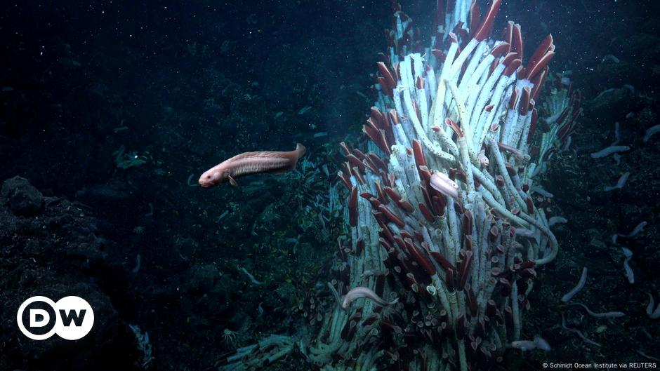 Encuentran vida animal desconocida debajo del lecho marino – DW – 18/10/2024