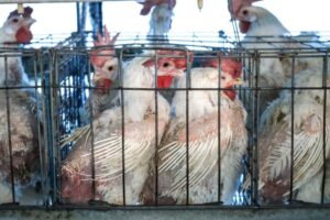 Es urgente frenar la ganadería industrial para detener la gripe aviar, según ONG internacional