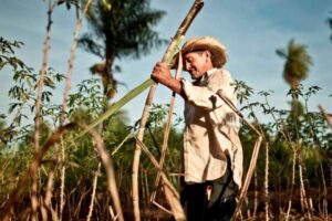 Estiman producción de 3,8 millones de toneladas de caña en 2025