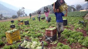 Fedeagro: "Brecha cambiaria ha ocasionado pérdidas a productores agropecuarios" - AlbertoNews