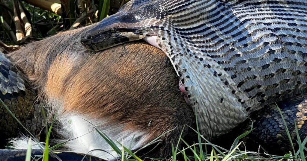 Fotografía de una pitón devorando un ciervo